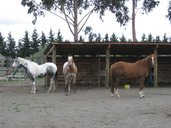 v. L.: Pinto Chipsy, Appaloosa Buzzy und Fuchs Readen