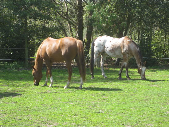 Casper und Skippe in Neuseeland 
