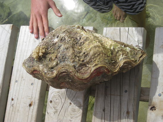Clam - teilweise groesser als ein Mensch