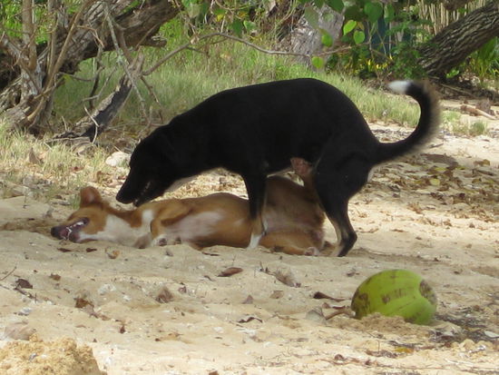 Die werden hier gegessen und muessen daher staendig fuer Nachschub sorgen