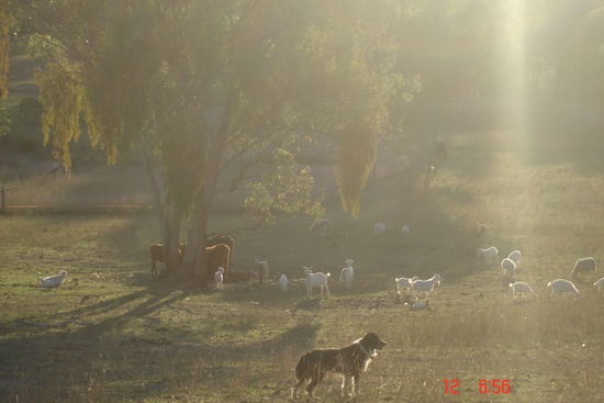 Border Collie wacht ueber seine Herde
