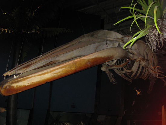 Im Te Papa Museum -ein aeaeaeaeh kein Plan-