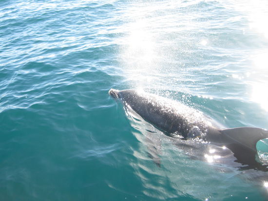 Delphintour, Bay of Islands