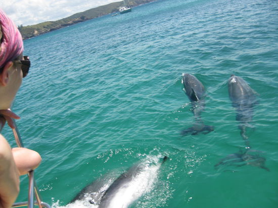 Delphintour, Bay of Islands