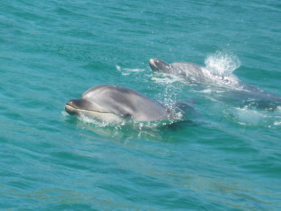 Delphintour, Bay of Islands