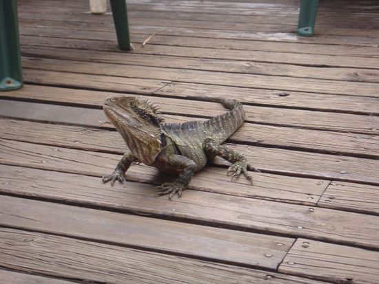 Ein "water dragon" - oft gesehener Besucher im Hostel