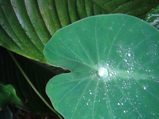 Im Botanischen Garten...