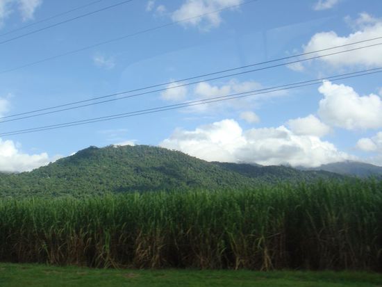Zuckerrohrfelder so weit das Auge reicht