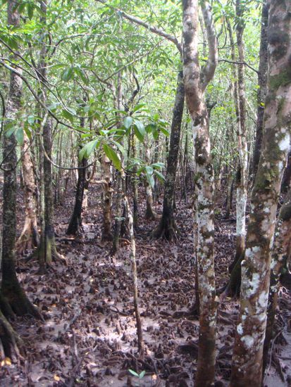 Die "Schnorchel" der Mangrovenbäume