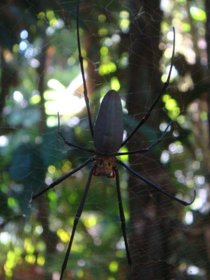 Die Spinnen waren ständige Bewohner im Hostel...riesig, aber ungefährlich