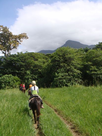 Szenenwechsel in den Regenwald