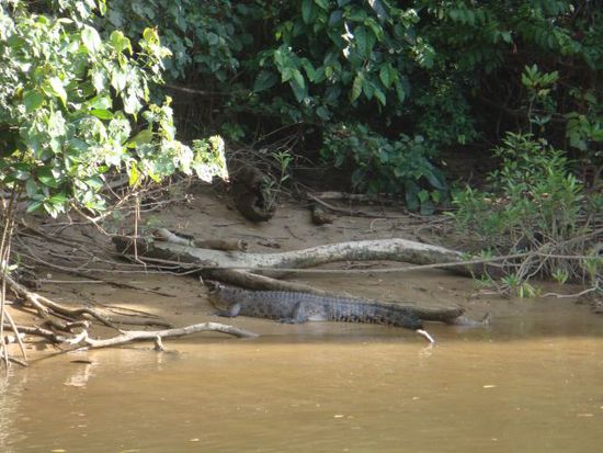 Hier liegt das Krokodil ganz friedlich und schläft