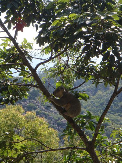 Der einzige Koala, den ich gesehen habe.