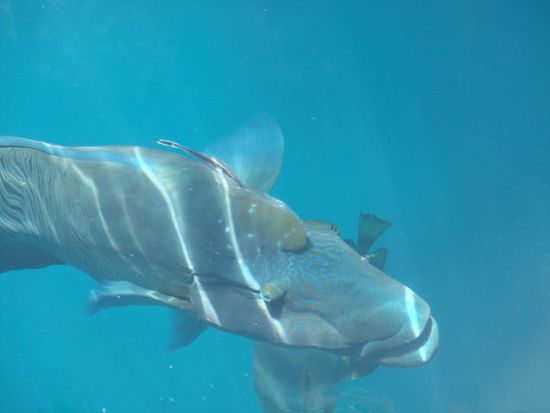 Ein Napoleon-Fisch am Heck des Bootes