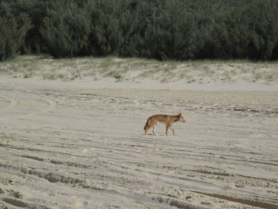 Ein Dingo auf der Suche nach Nahrung