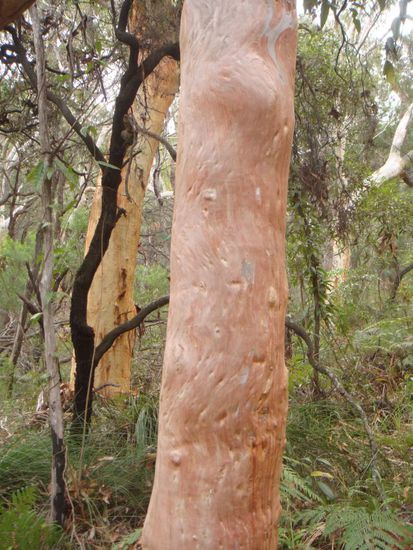 Baumlandschaft auf dem Weg zum Lake Wabby