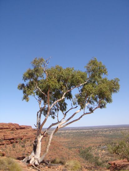Ghost Gum Tree: Dieser Baum kann sich durch seine Wurzeln aus einer enormen Tiefe Wasser ziehen. Hält man sein Ohr an den Stamm, kann man das Gluckern des Wassers hören. Ziemlich beeindruckend.