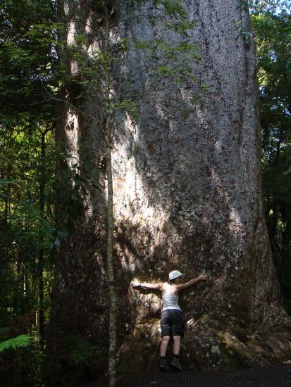 Dies isr zwar nicht der Tane Mahuta, aber hier kann man besser die Dimensionen sehen.