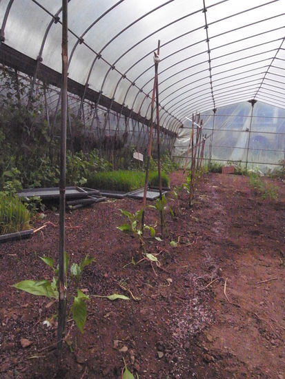 Unser erstes Werk: Paprika-Pflanzen