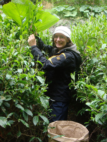 Mitten in den Teepflanzen