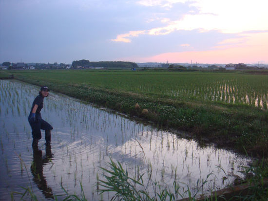 Das schlimmste bei einem Reisfeld ist Unkraut, daher steht es auch unter Wasser, da das Unkraut dann nicht wächst. Das Prüfen des Wasserstandes ist also enorm wichtig.