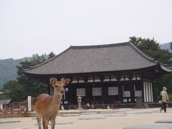 Welcome to Nara