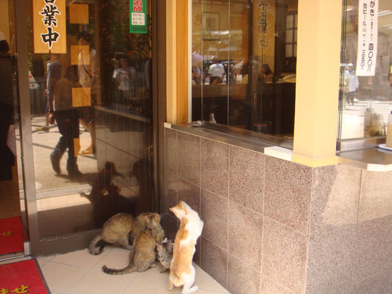 Vor Miyajima werden Austern gezüchtet, die auf der Insel verkauft werden und auf die die Katzen natürlich auch ganz scharf sind