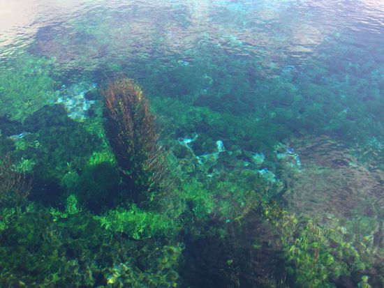 Man bemerkt fast gar nicht, dass die Pflanze unter Wasser ist...