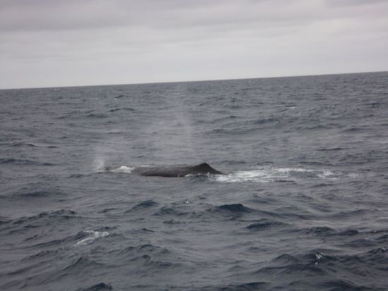 Da taucht er auf der Pottwal...