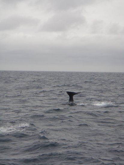 ...und ab geht es wieder in die Tiefe zum Fressen