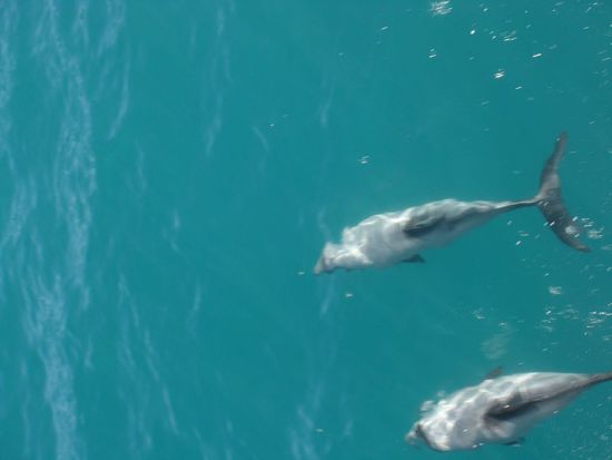 Die Hektor-Delfine, die einen staendig begleiten