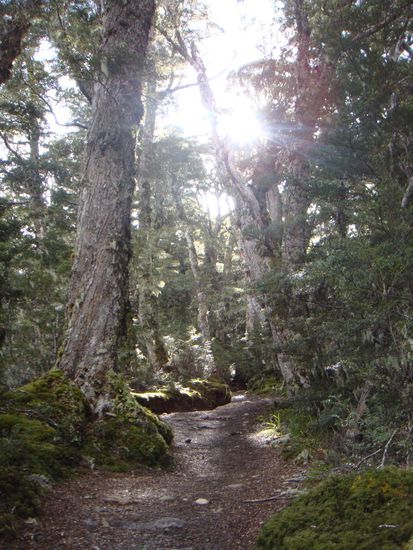 Durch den Maerchenwald (Kepler Track)