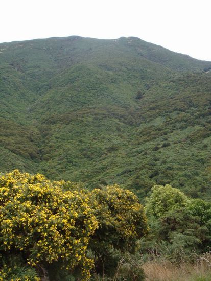Dichtester Regenwald wohin man auch schaut (Hanwei Reserve)
