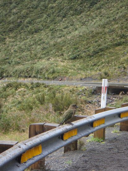 Einer der frechen Keas, die gerne gefuettert werden (obwohl man es nciht darf) und dadurch sehr aufdringlich werden koennen.