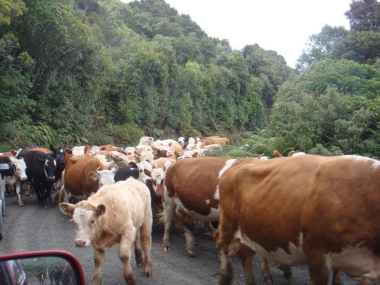 Von wegen, auf Neuseeland gibt es viele Schafe...