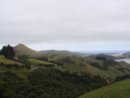 Die gruenen Huegel der Otago Peninsula