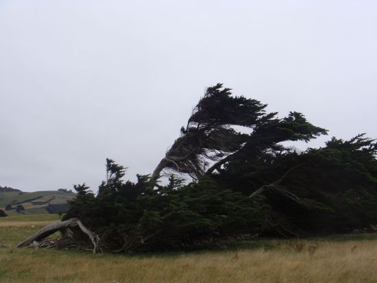 Vom Wind "gepeitschte" Baeume