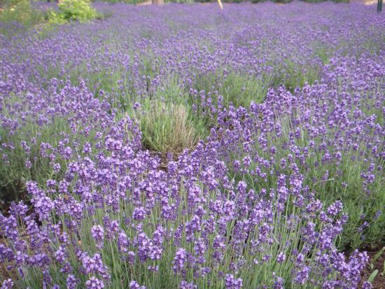 Lavender-Festival...