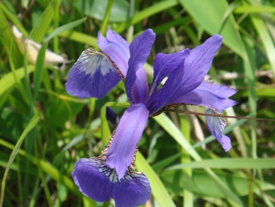 ...nur mit anderen Blumen