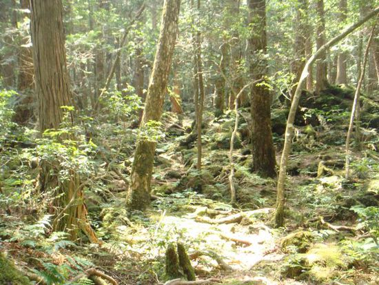 Ein noch unberührter Wald