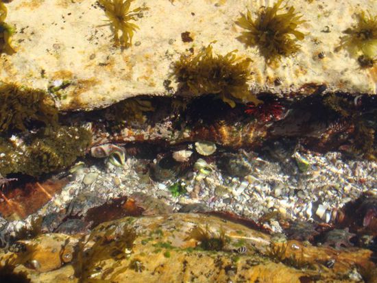 Unterwasserwelt an einem kleinen Kliff (leider kann man die kleinen Seesterne und die Schnecken auf dem Foto nicht wirklich erkennen)