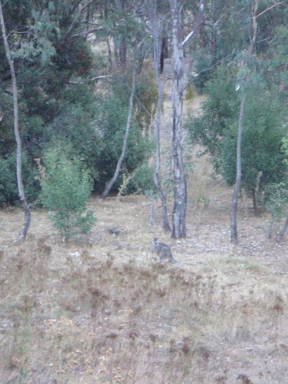 Mein erstes Känguru...na, könnt Ihr es erkennen?