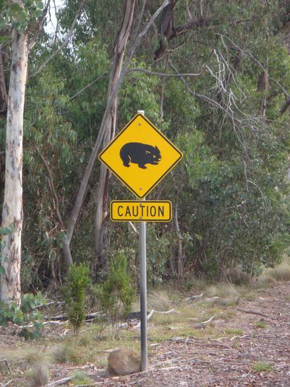 Das ist ein Wombat-Zeichen (habe bisher aber nur ein totes am Strassenrand gesehen)