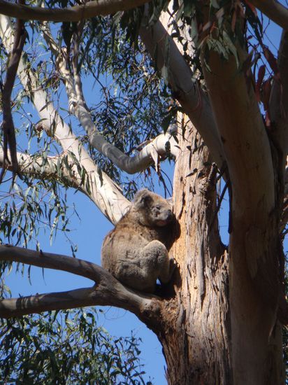 Mein erster Koala...wie süüüüüüß