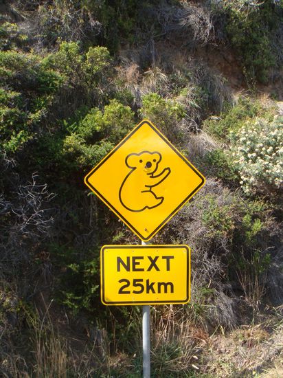 Vorsicht...Koalas