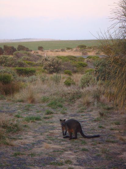 Ein Wallaby (kleinere Version von Känguruhs)