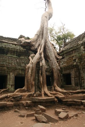 Ta Prohm - hier ist alles schon sehr zerfallen und von Bäumen überwachsen!
