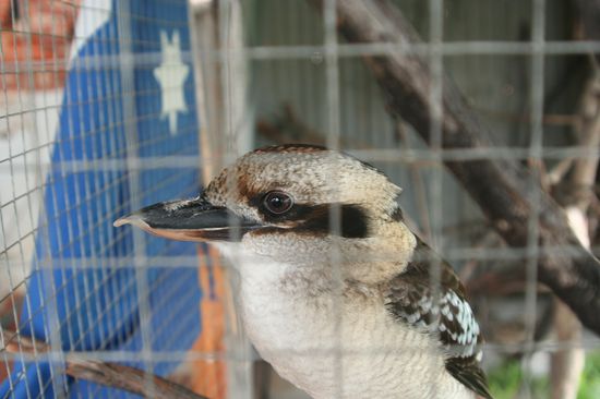 Der Kokaburra unserer Hostelmama!