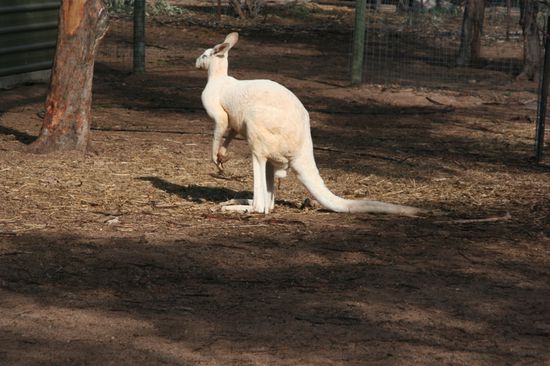 ein weißes - albino - Känguruh