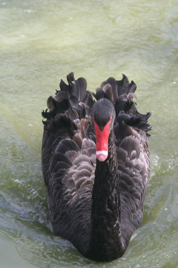 und wunderschöne schwarze Schwäne gibt es hier